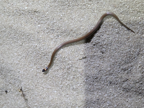 Red-naped Snake sighting