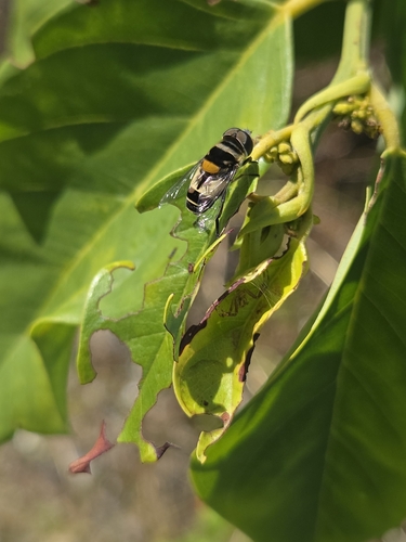 Unknown species found near Sun Bay South, Tampa, FL, USA