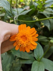 Lasianthaea macrocephala