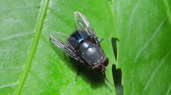 Calliphora quadrimaculata