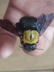 Xylocopa