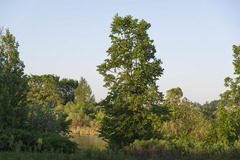 Ulmus laevis