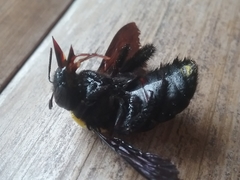 Xylocopa
