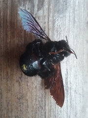 Xylocopa