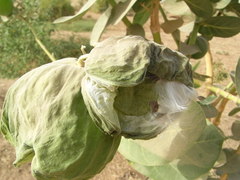 Calotropis procera image