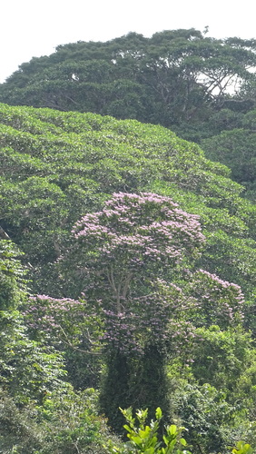Image of Trichospermum Galeottii (Trichospermum galeottii) by no rights reserved