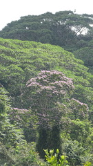 Trichospermum galeottii