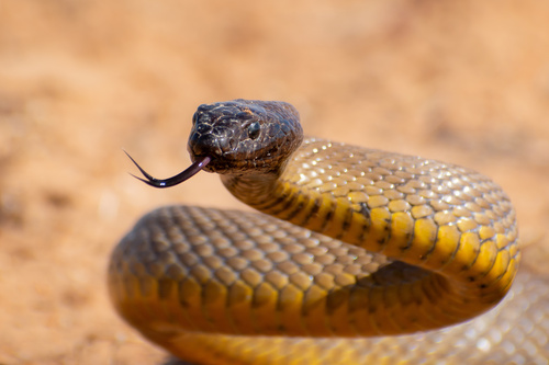 Inland Taipan sighting