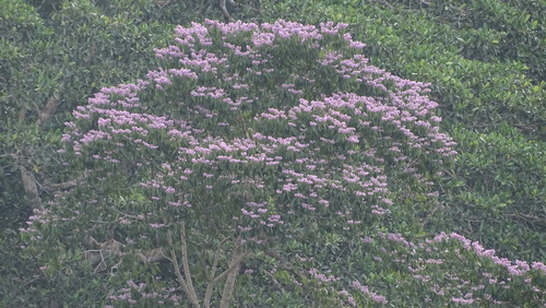 Image of Trichospermum Galeottii (Trichospermum galeottii) by no rights reserved