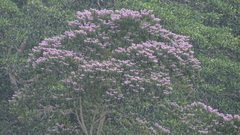 Trichospermum galeottii