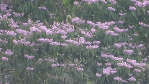Image of Trichospermum Galeottii (Trichospermum galeottii) by no rights reserved