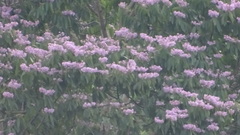 Trichospermum galeottii