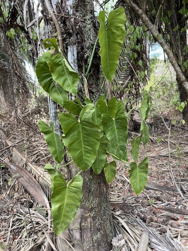 Philodendron quinquenervium