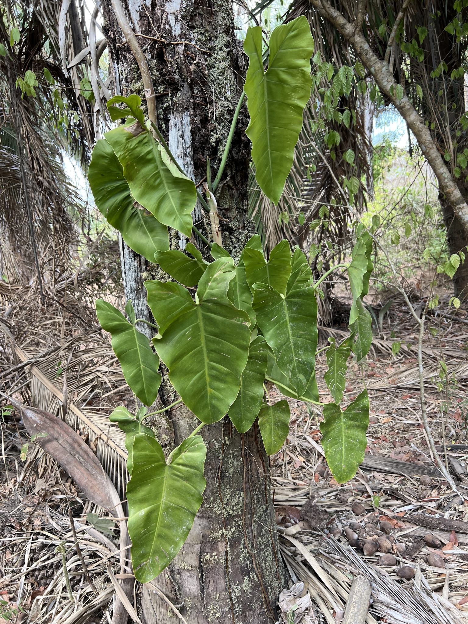 Philodendron quinquenervium
