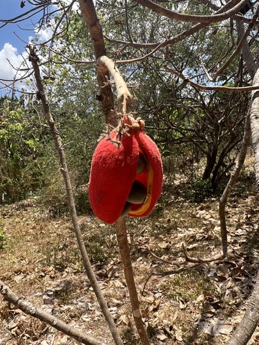 Sterculia striata