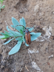 Stenaspis verticalis