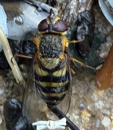 Unknown species found near Anne Arundel County, MD, USA