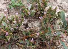 Lythrum borysthenicum
