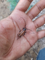 Stenaspis verticalis