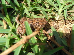 Sclerophrys togoensis