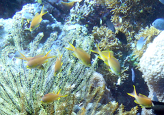 Pseudanthias huchtii