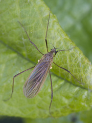 Erioptera