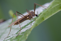 Erioptera