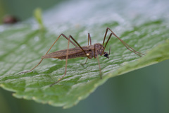 Erioptera