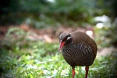 Gallirallus okinawae