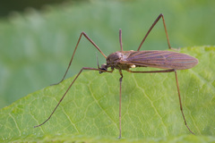 Erioptera