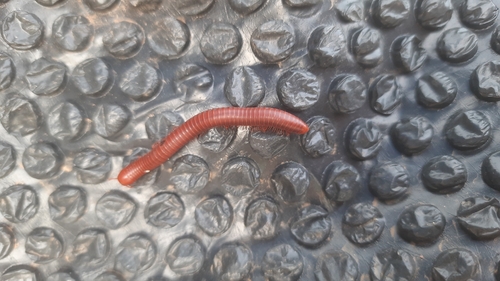 Rusty Millipede