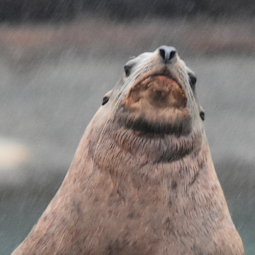 (c) Tser, some rights reserved (CC BY)