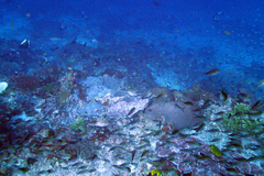 Chromis ternatensis