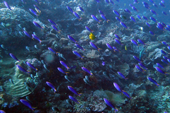 Mirolabrichthys tuka