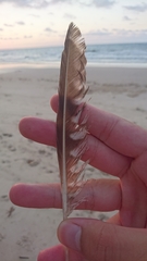 Numenius phaeopus variegatus