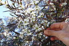 Leptospermum morrisonii