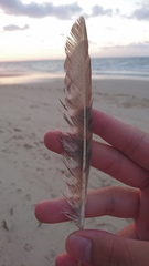 Numenius phaeopus variegatus