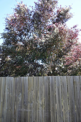 Leptospermum morrisonii