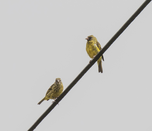 Southern Citril (Crithagra hyposticta), photo 6