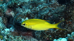 Two-Lined Monocle Bream photo 3