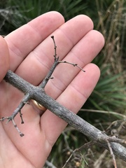 Sageretia minutiflora