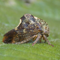 Telamonini