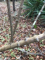 Sageretia minutiflora
