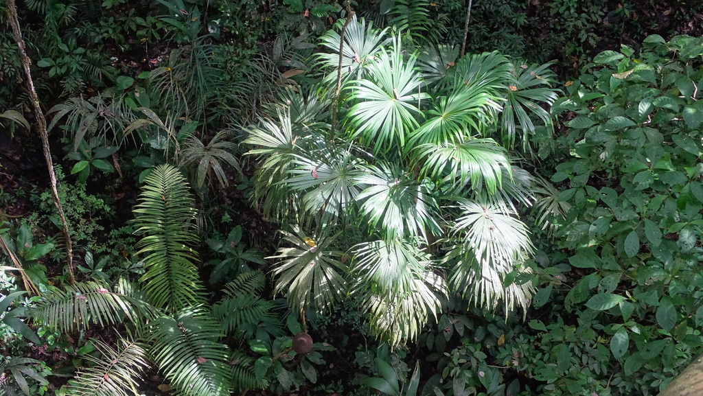 Cryosophila warscewiczii; photograph author not stated, no rights reserved