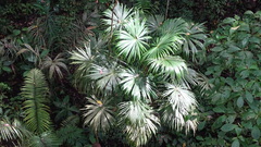 author not stated, no rights reserved Cryosophila warscewiczii, photograph author not stated, no rights reserved