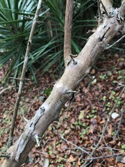 Sageretia minutiflora