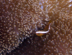 Amphiprion sandaracinos