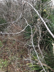 Sageretia minutiflora