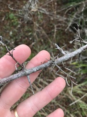 Sageretia minutiflora