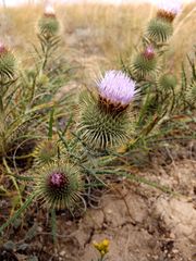 Ancathia igniaria